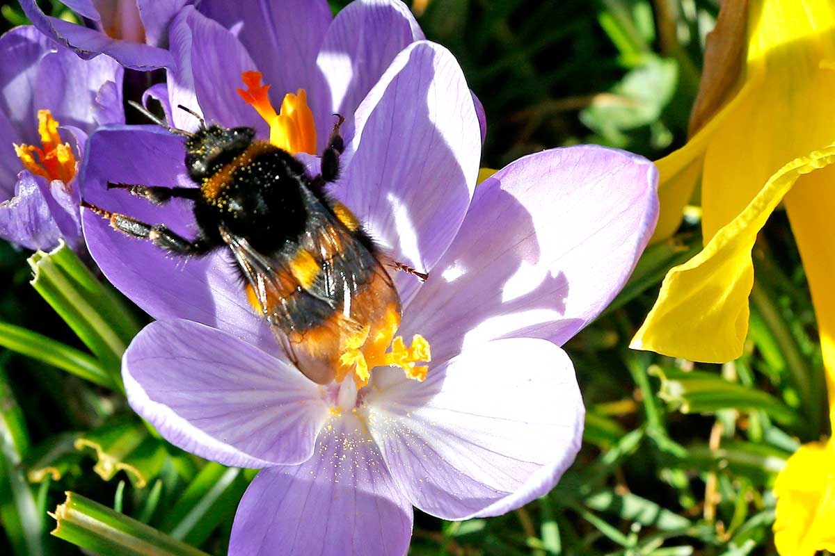 Pollinating insects like bees are harmed by neonicotinoids