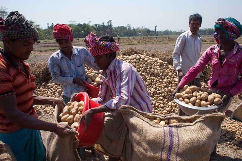 Farmers gathering potatoes in Bangladesh, a country vulnerable to food insecurity