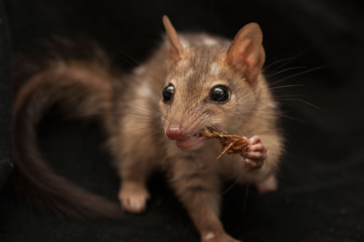 Quolls can learn new tricks, but seemingly only one at a time