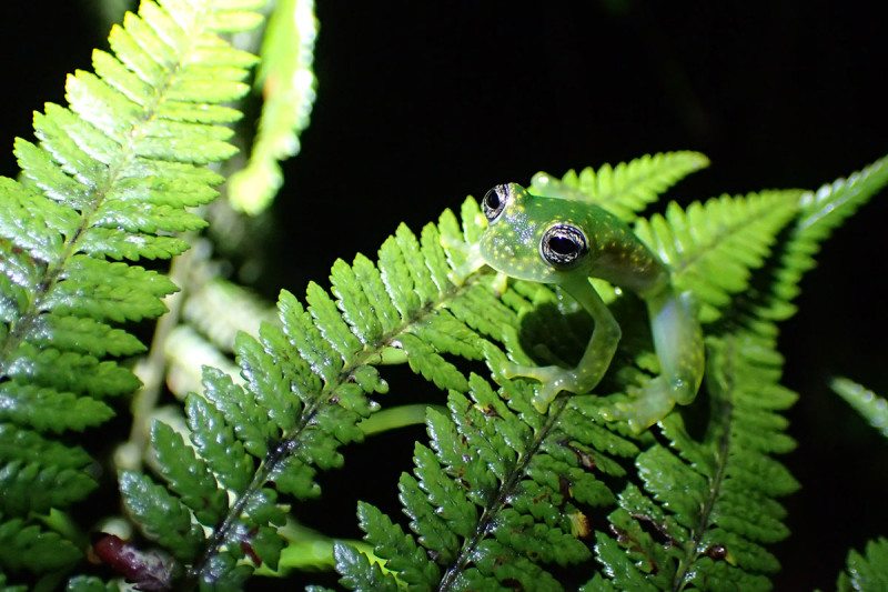 A speckled glass frog, Panama